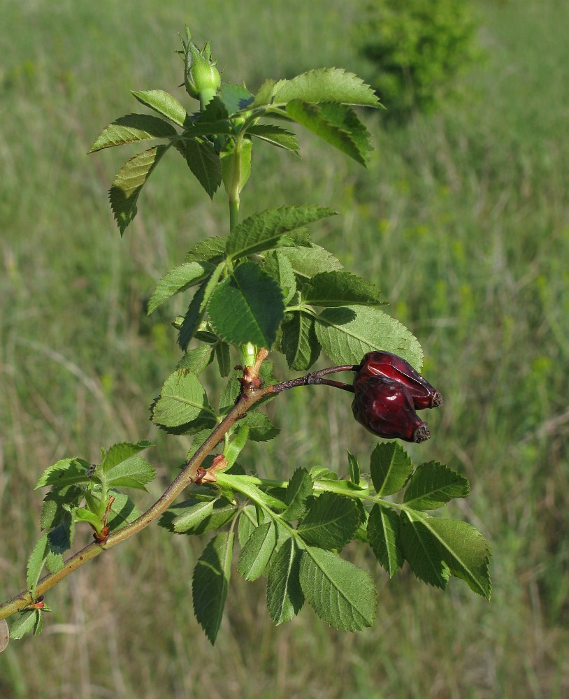 Image of genus Rosa specimen.