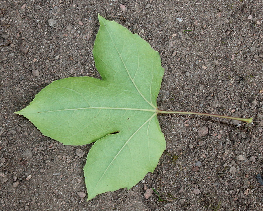 Image of Liquidambar formosana specimen.