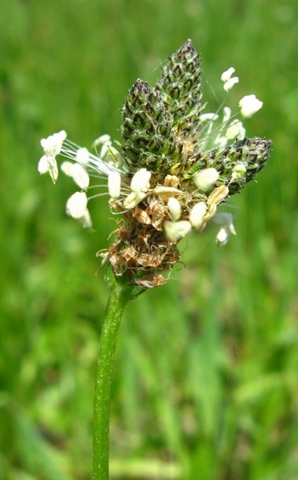 Image of Plantago lanceolata specimen.