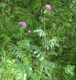 Serratula coronata