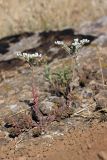 Sedum alberti