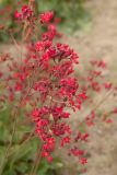 Heuchera sanguinea. Соцветия. Соловецкие о-ва, Бот. сад. Макарьевская пустынь. 08.08.2013.