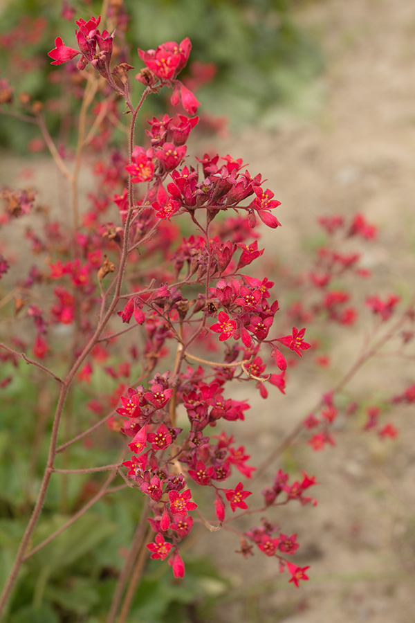 Image of Heuchera sanguinea specimen.