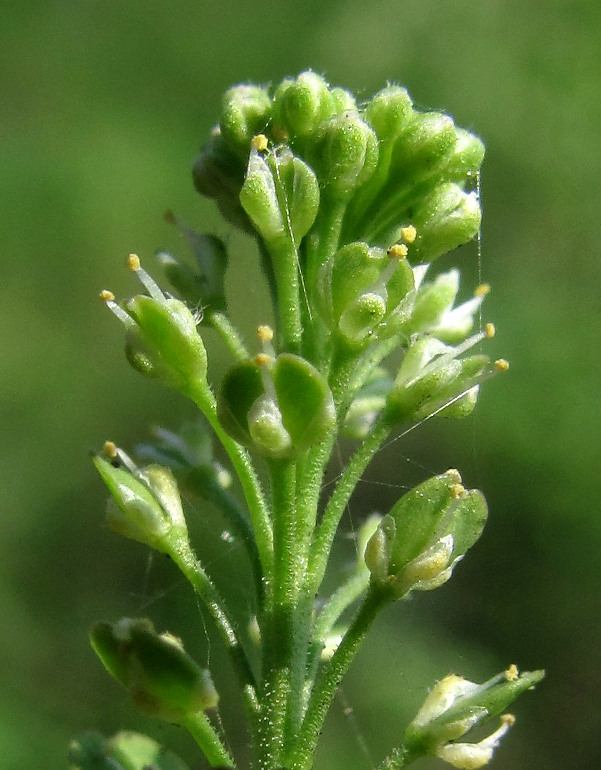 Изображение особи Lepidium ruderale.