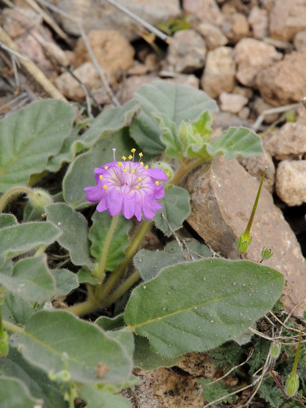 Изображение особи Allionia incarnata.