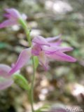 Cephalanthera rubra