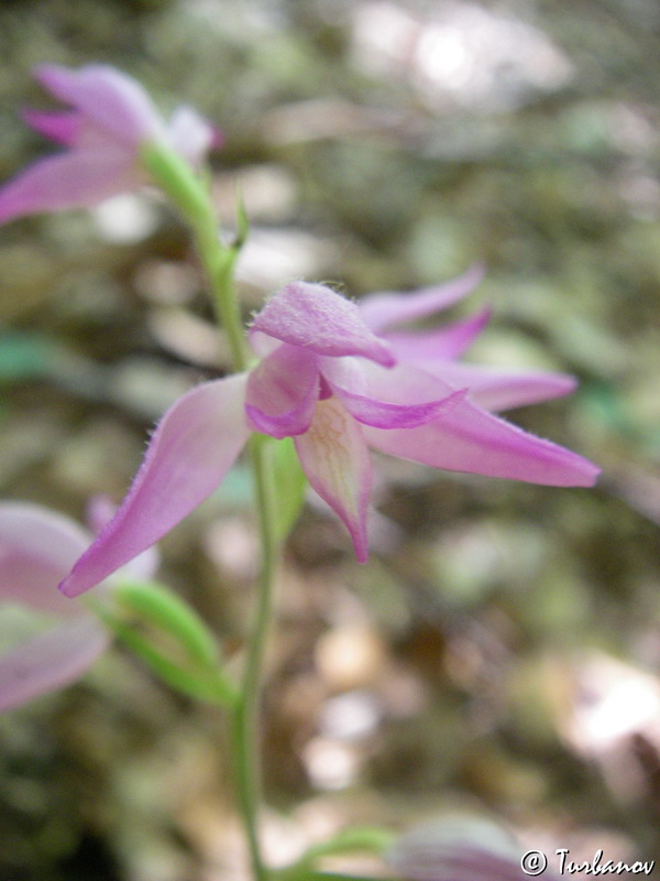 Изображение особи Cephalanthera rubra.