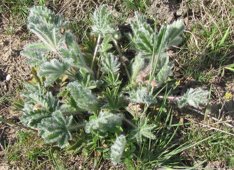 Image of Potentilla recta specimen.
