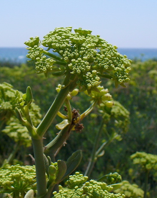 Image of Crithmum maritimum specimen.