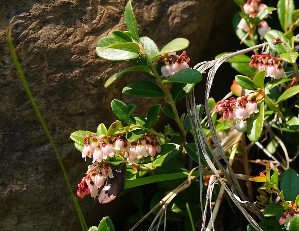 Изображение особи Vaccinium vitis-idaea.