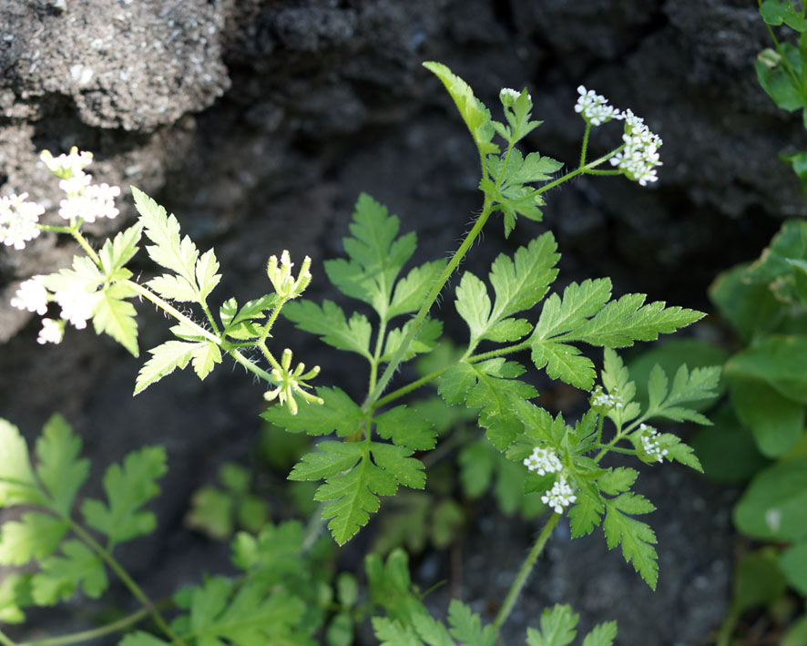 Image of Anthriscus cerefolium specimen.