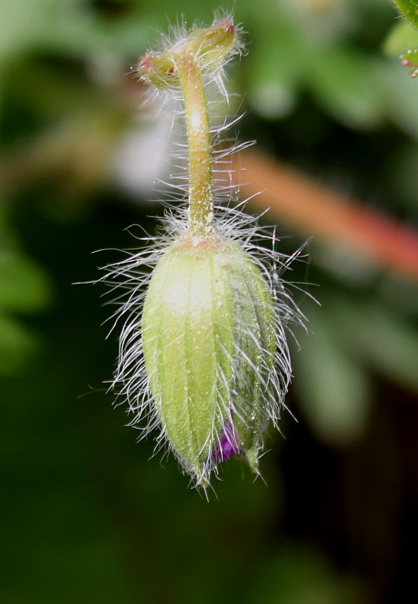 Image of Geranium sanguineum specimen.