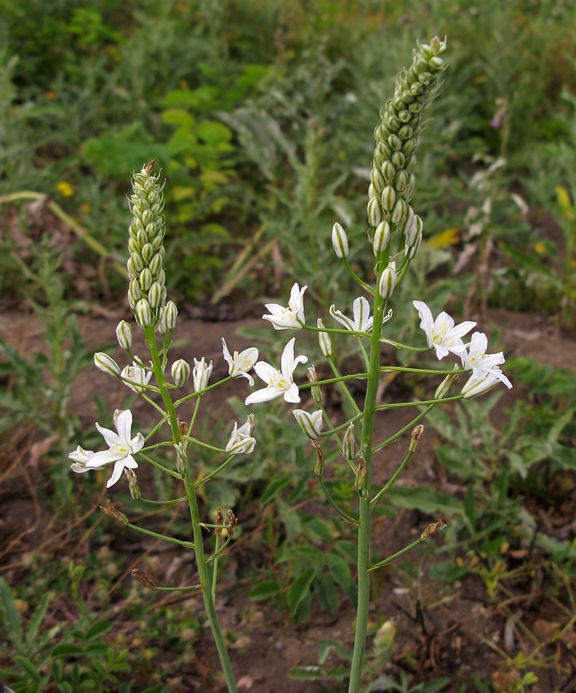 Изображение особи Ornithogalum ponticum.