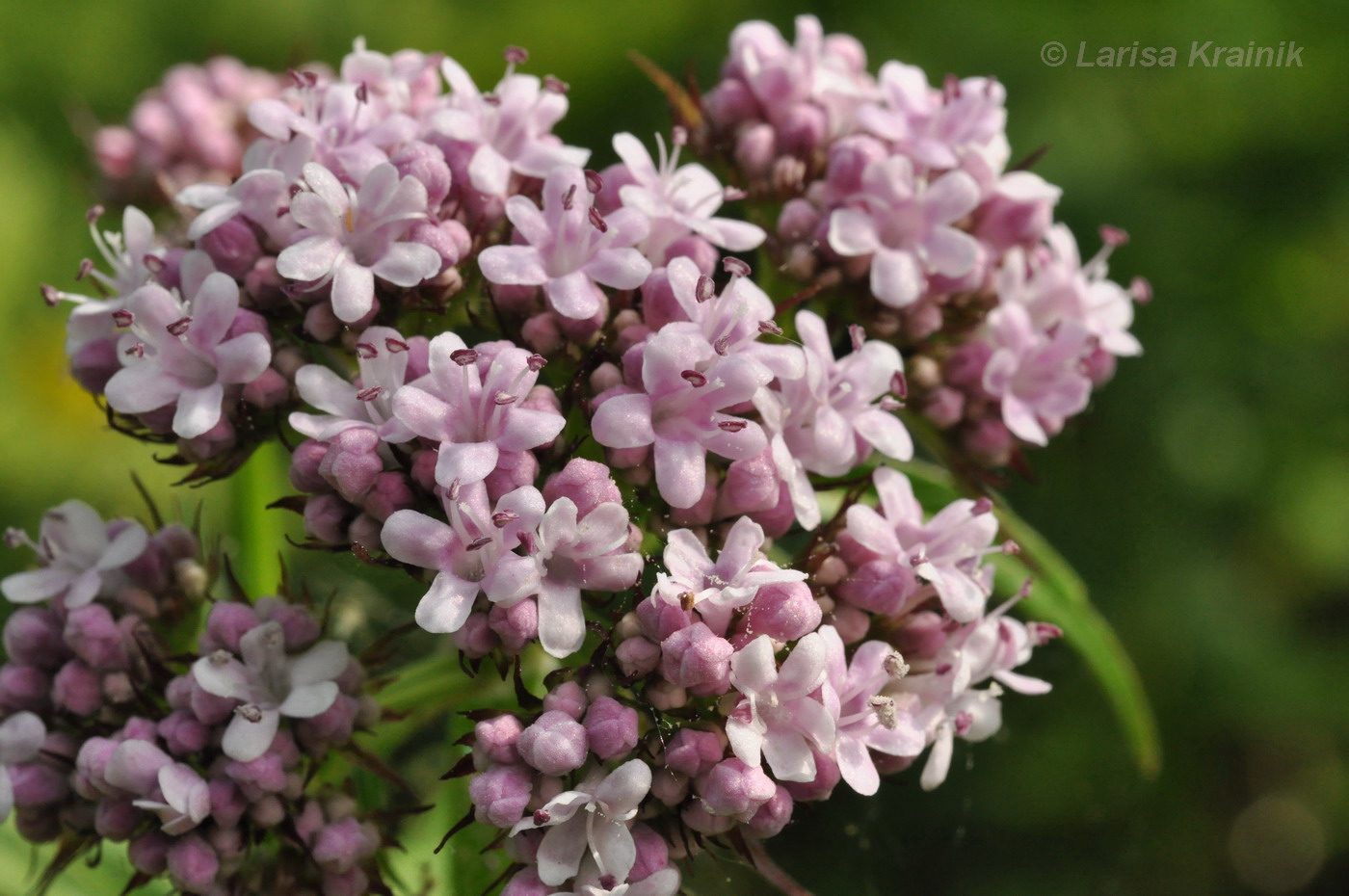 Изображение особи Valeriana coreana.