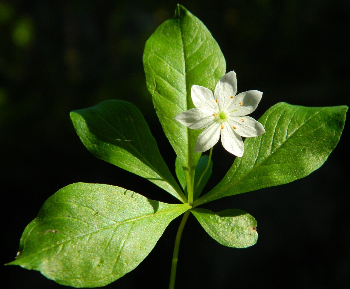 Image of Trientalis europaea specimen.