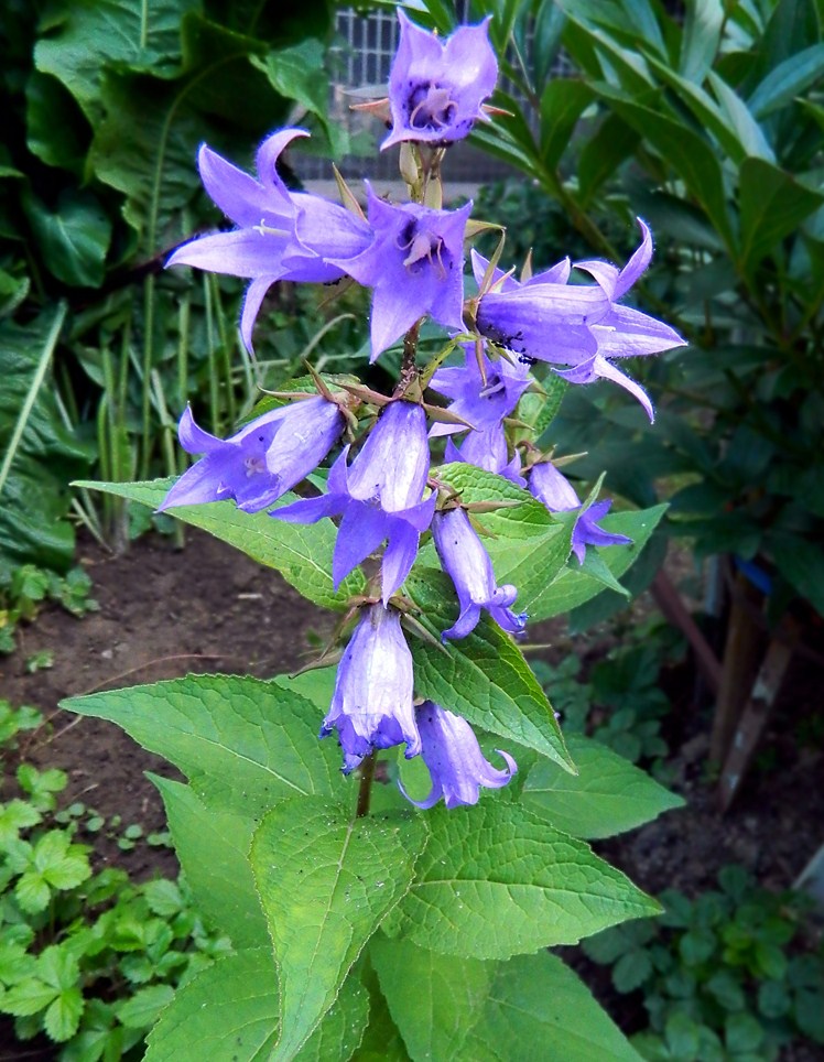 Image of Campanula latifolia specimen.
