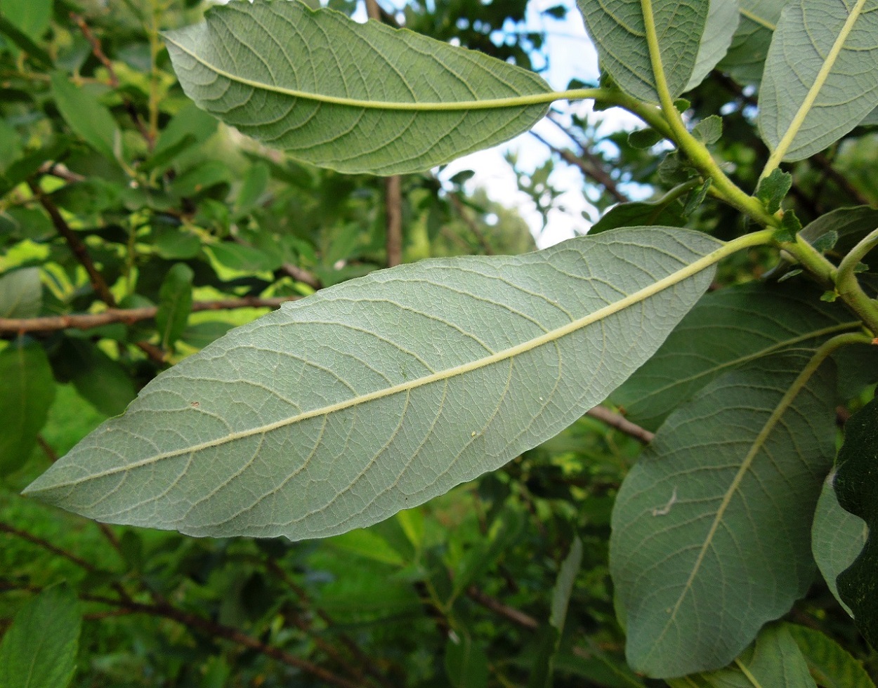 Image of Salix cinerea specimen.