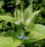 Campanula latifolia