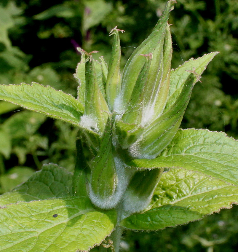 Изображение особи Campanula latifolia.