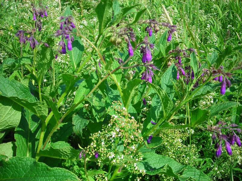 Изображение особи Symphytum officinale.