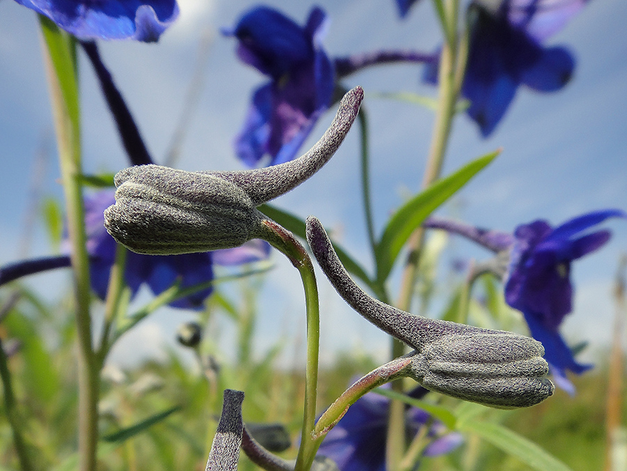 Изображение особи Delphinium cheilanthum.