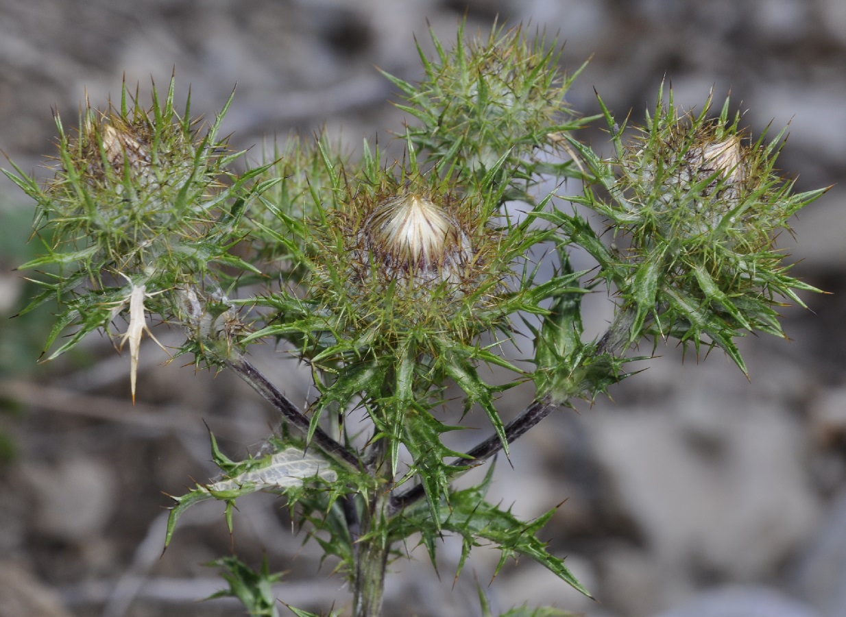 Изображение особи Carlina intermedia.