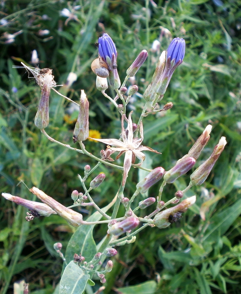 Image of Lactuca tatarica specimen.