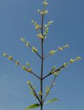 familia Oleaceae. Отцветшие соцветие. Германия, г. Дюссельдорф, Ботанический сад университета. 03.06.2014.