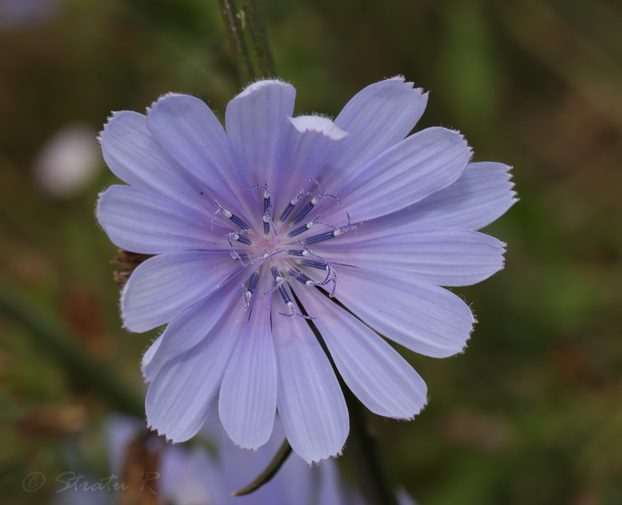 Image of Cichorium intybus specimen.