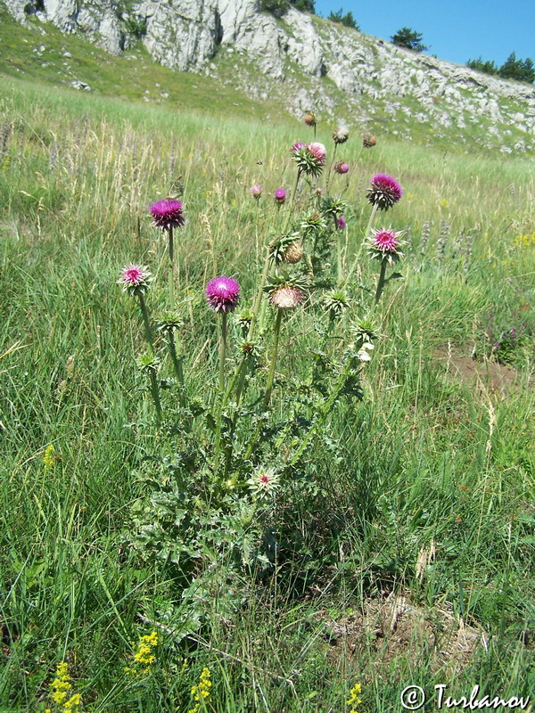 Image of Carduus thoermeri specimen.