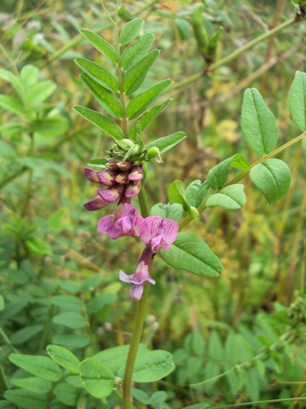 Image of Vicia sepium specimen.