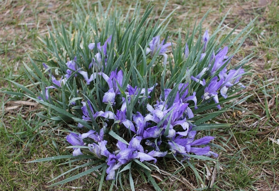 Image of Iris biglumis specimen.