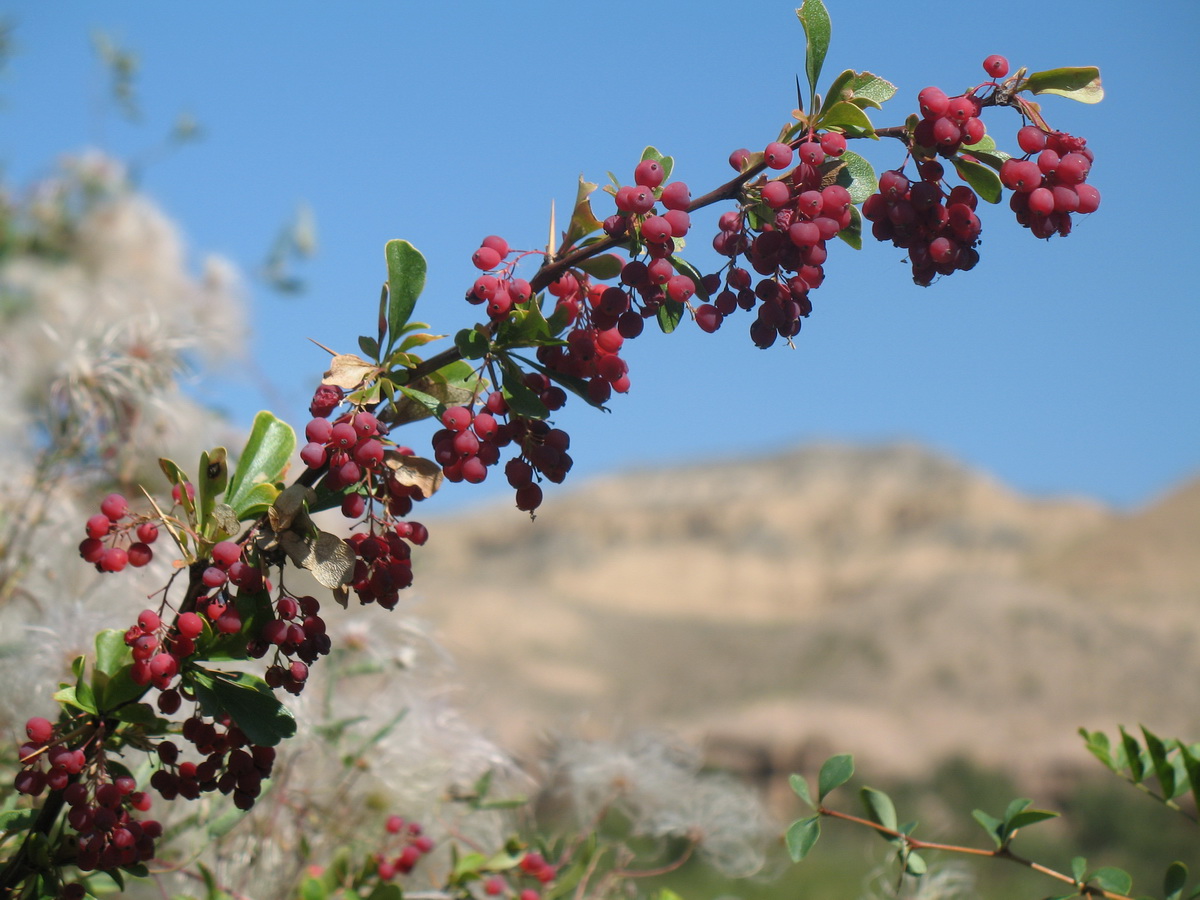 Изображение особи Berberis iliensis.