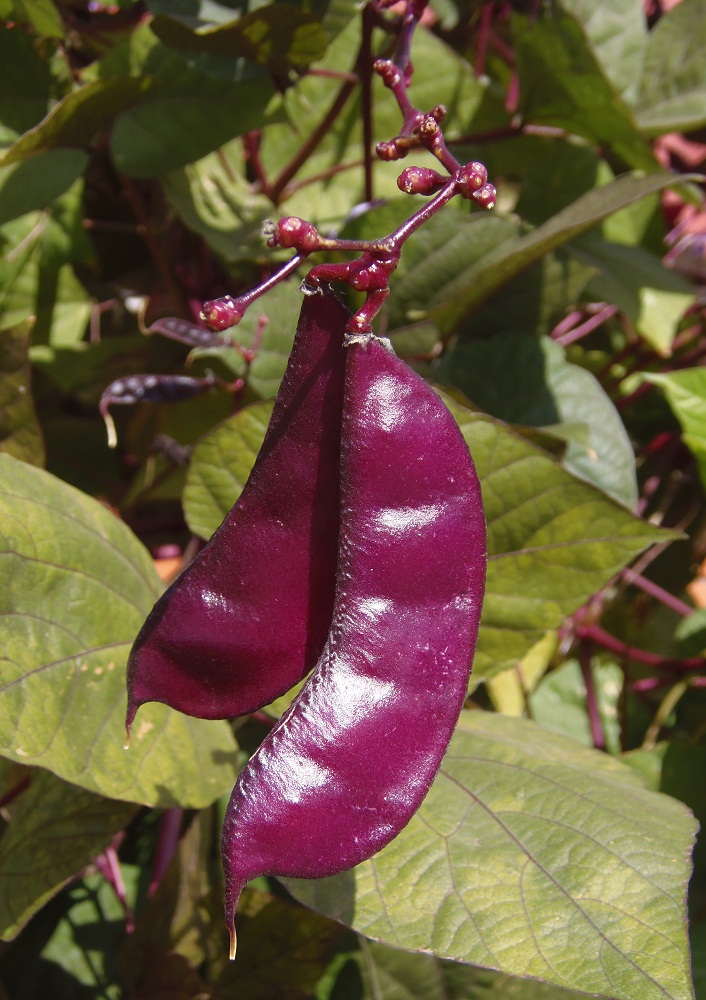 Image of Dolichos purpureus specimen.