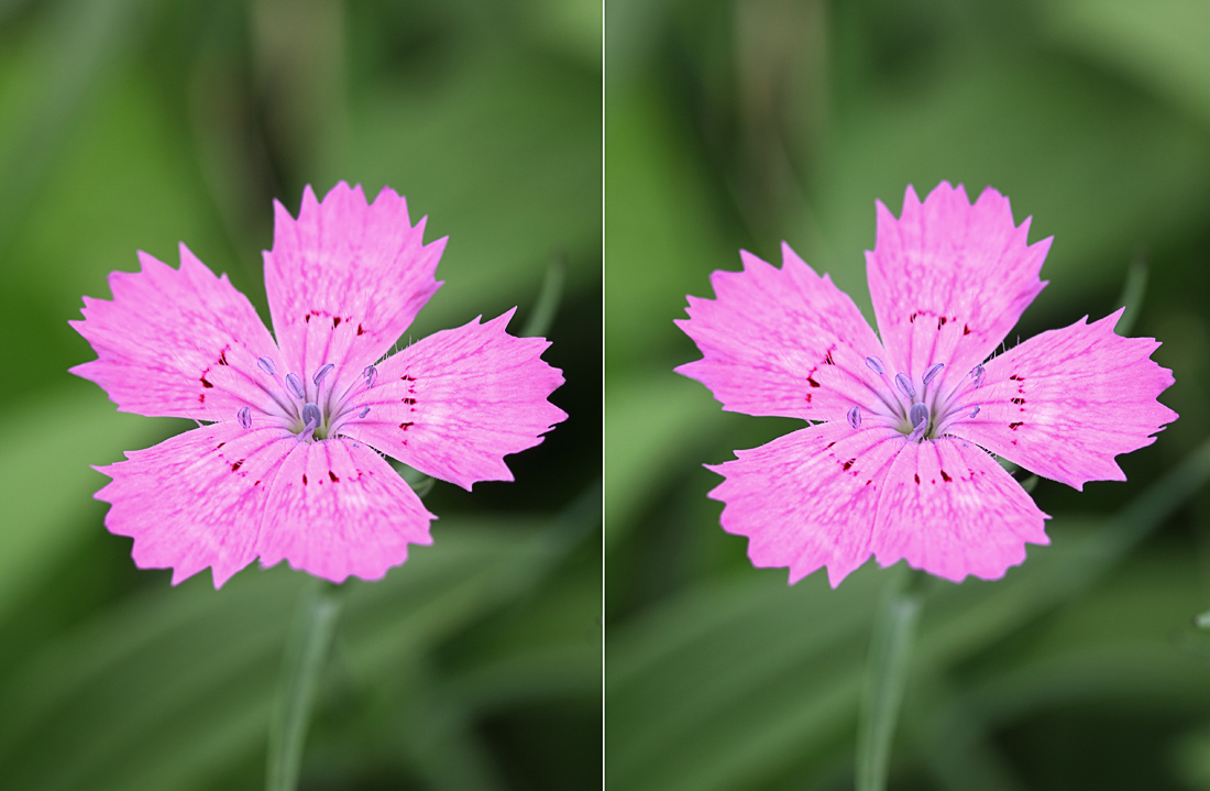 Изображение особи Dianthus versicolor.