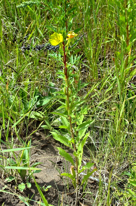 Image of Oenothera rubricaulis specimen.