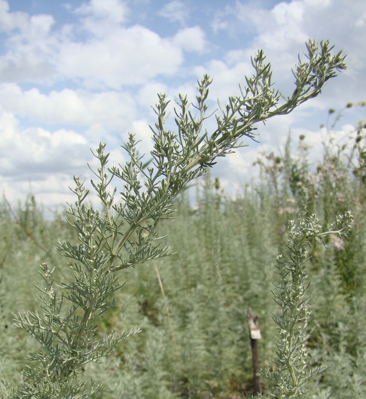 Изображение особи Artemisia pontica.