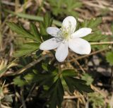 Anemone amurensis