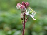 Bryanthus gmelinii