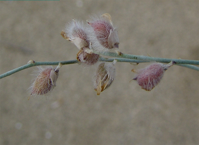 Image of Astragalus karakugensis specimen.