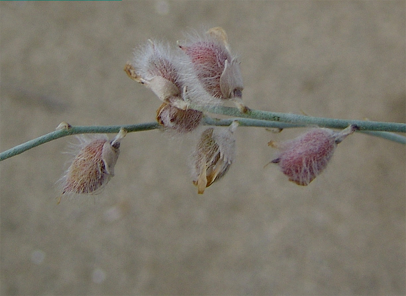 Изображение особи Astragalus karakugensis.