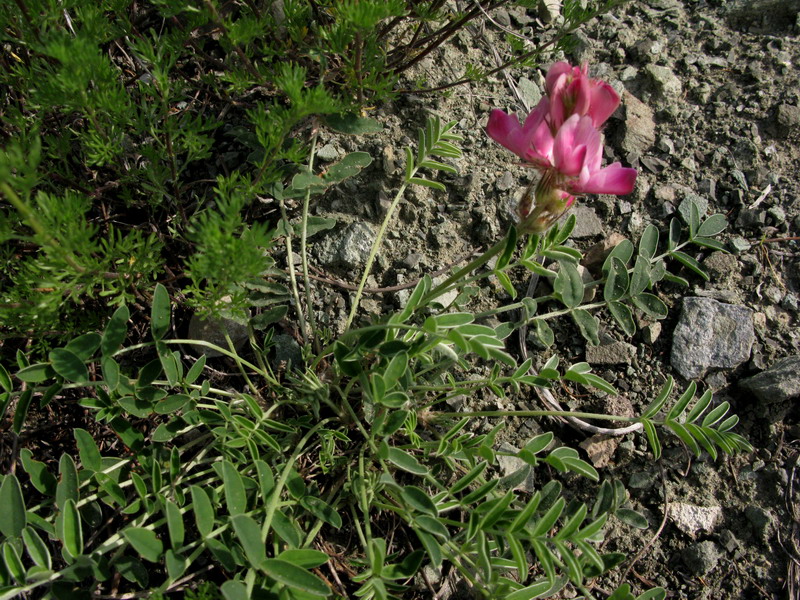 Image of Hedysarum turczaninovii specimen.