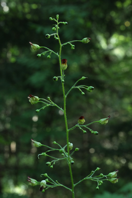 Изображение особи Scrophularia nodosa.