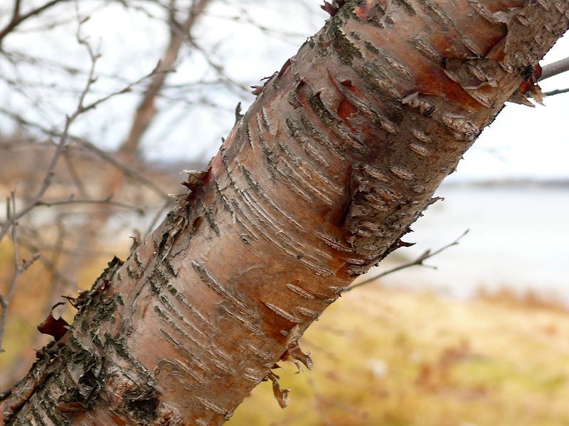 Изображение особи Betula callosa.