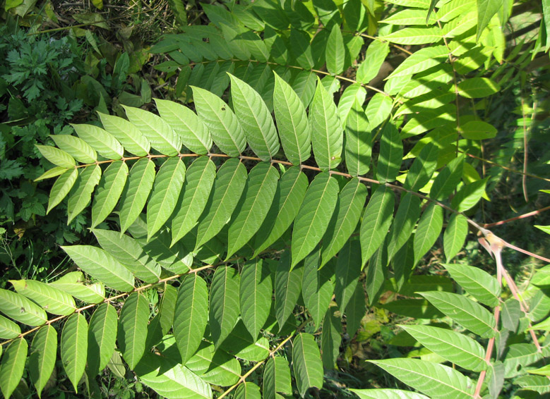 Изображение особи Ailanthus altissima.