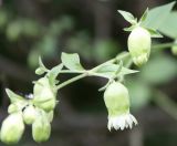 Cucubalus baccifer. Ветвь с цветками. Белгородская обл., \"Лес на Ворскле\". 05.07.2009.