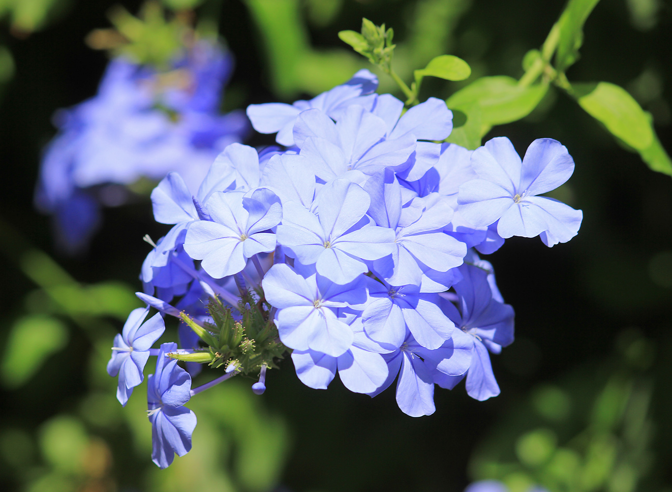 Image of Plumbago auriculata specimen.