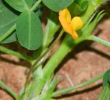 Arachis hypogaea