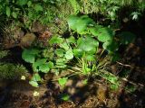 Caltha palustris