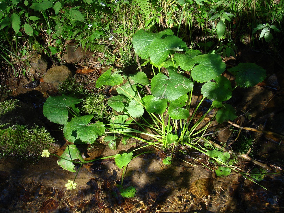 Изображение особи Caltha palustris.